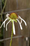 Sanguine purple coneflower